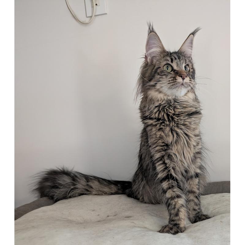 販売中の埼玉県のメインクーン-118999の4枚目