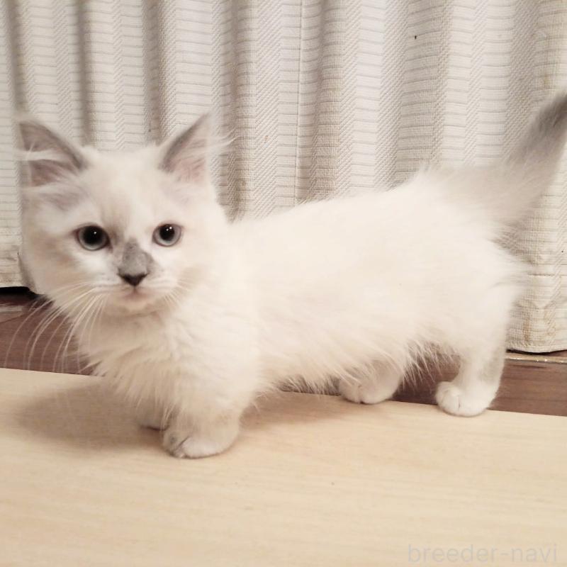 販売中の栃木県のマンチカン(短足)-133656の1枚目