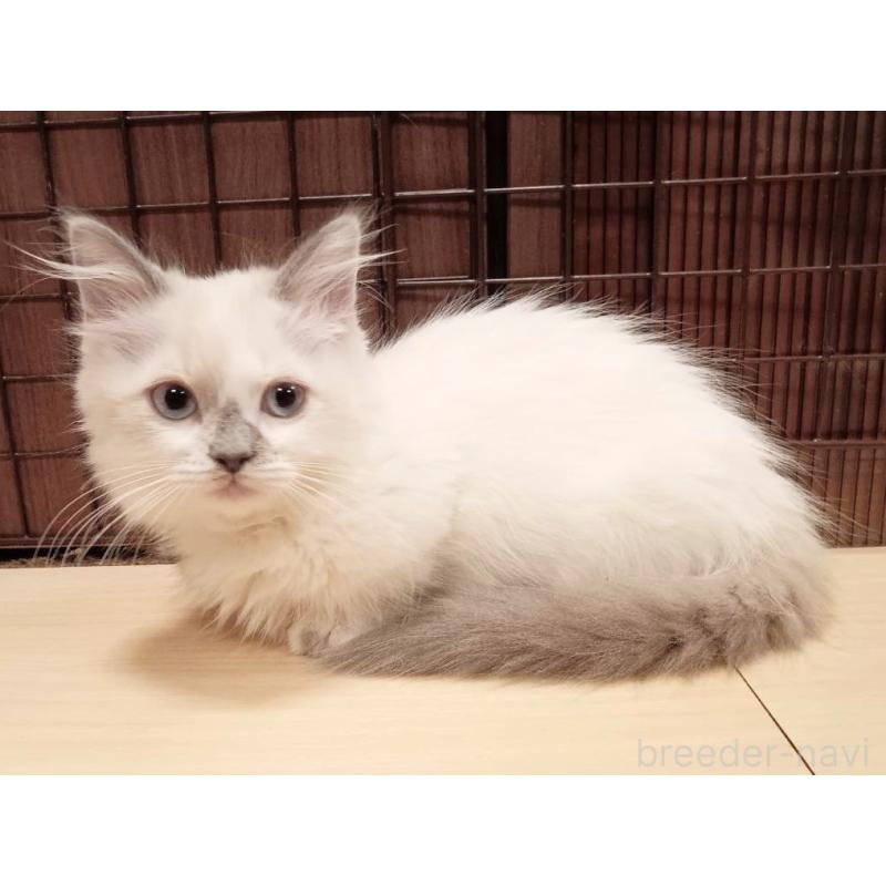 販売中の栃木県のマンチカン(短足)-133656の2枚目