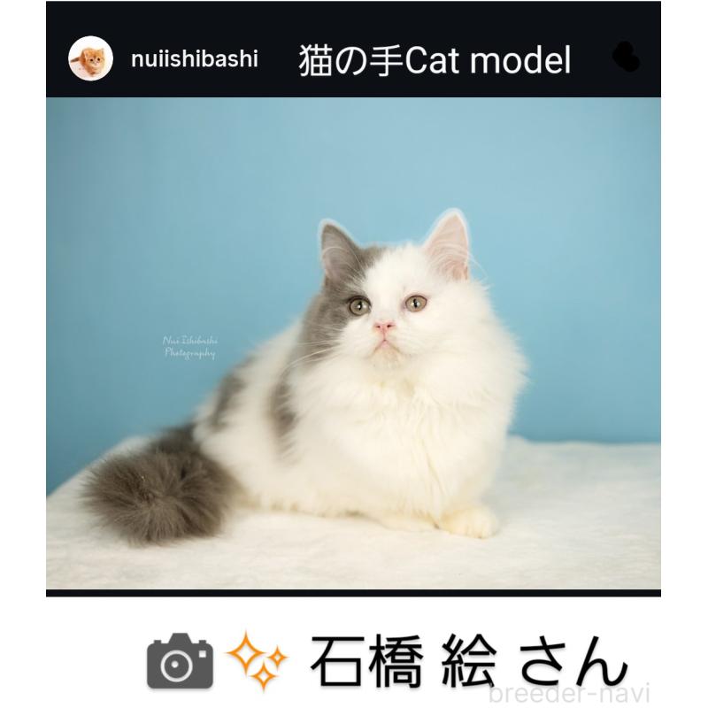 販売中の千葉県のミヌエット-130508