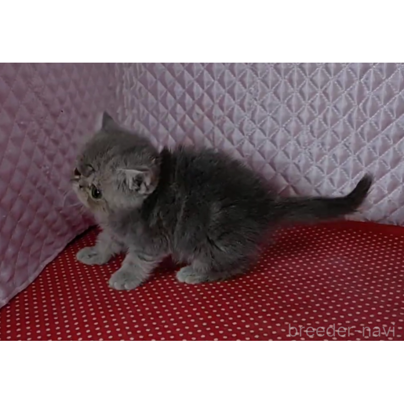 販売中の静岡県のエキゾチックショートヘア-137313の7枚目