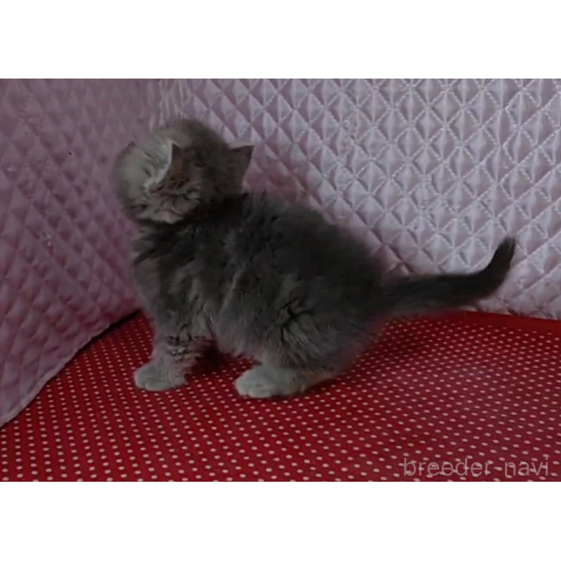 販売中の静岡県のエキゾチックショートヘア-137313の6枚目