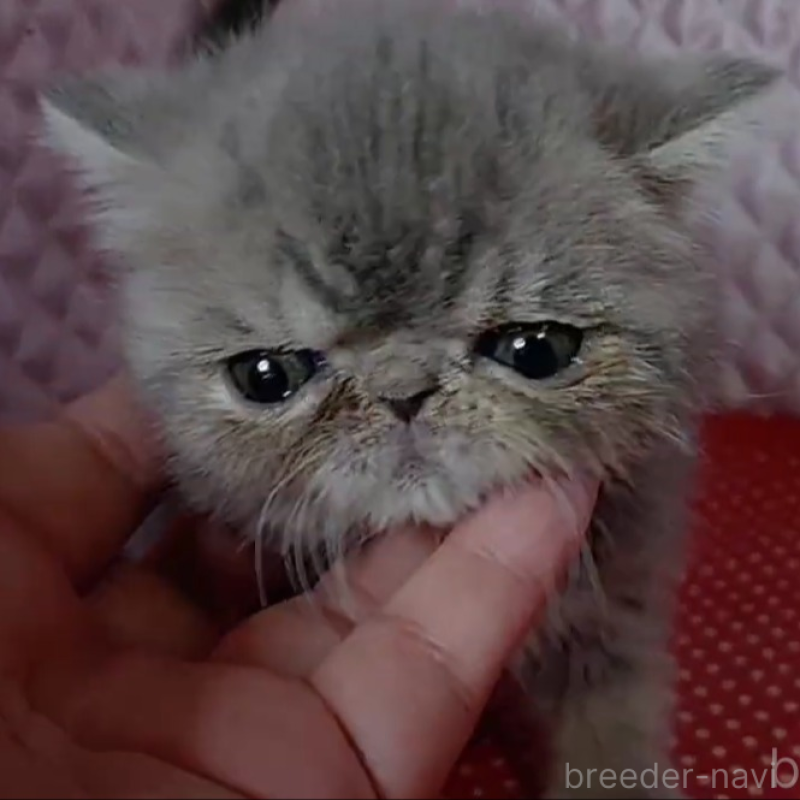 販売中の静岡県のエキゾチックショートヘア-137313の1枚目