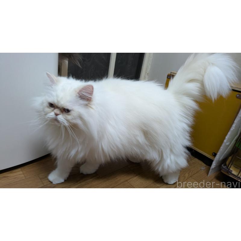 販売中の大阪府のミヌエット-119962の5枚目