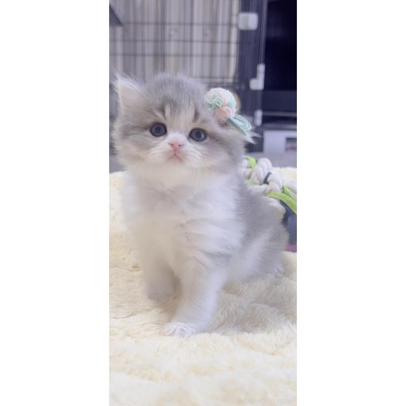 販売中の岐阜県のスコティッシュフォールド(折れ耳)-137314の9枚目