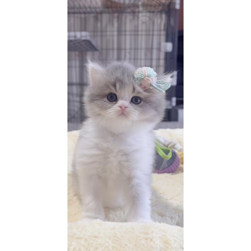 販売中の岐阜県のスコティッシュフォールド(折れ耳)-137314の7枚目