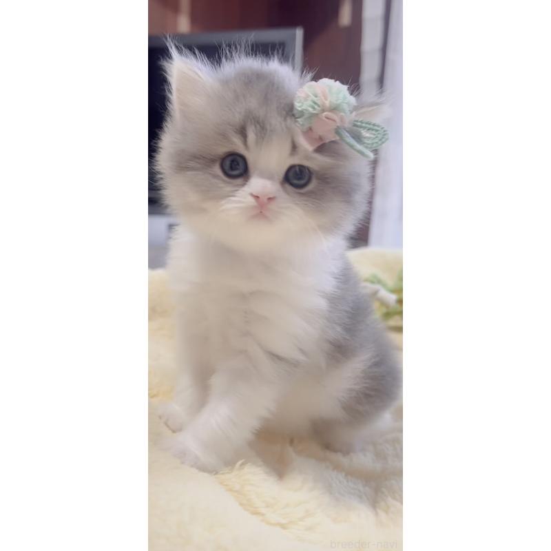 販売中の岐阜県のスコティッシュフォールド(折れ耳)-137314の6枚目