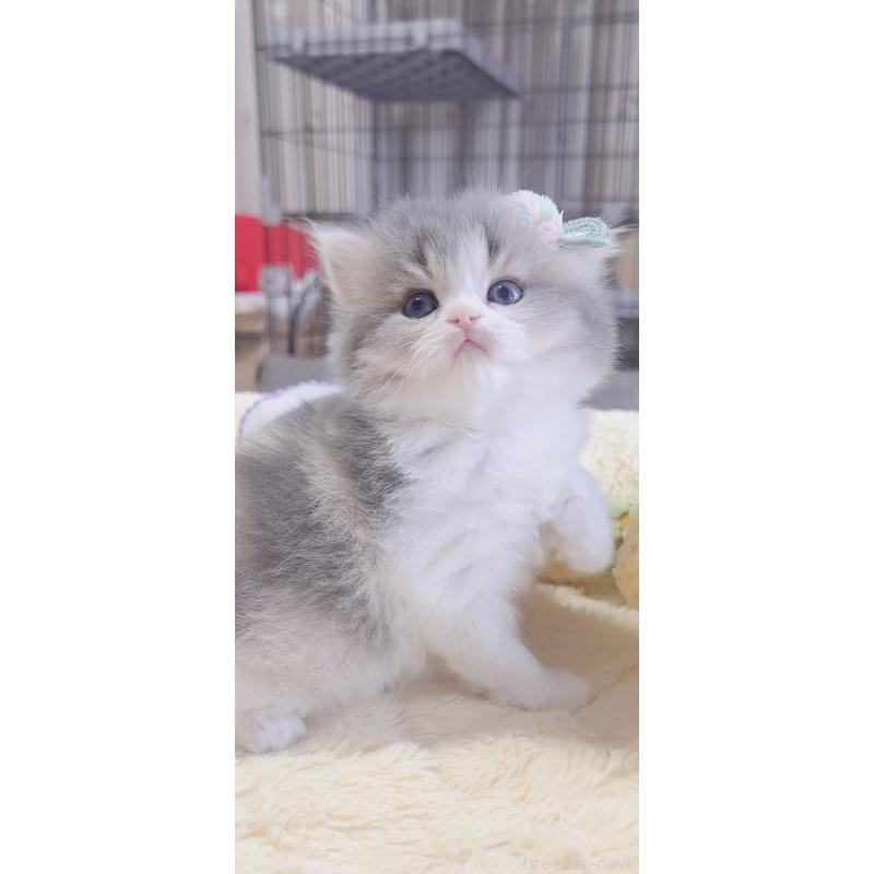 販売中の岐阜県のスコティッシュフォールド(折れ耳)-137314の5枚目