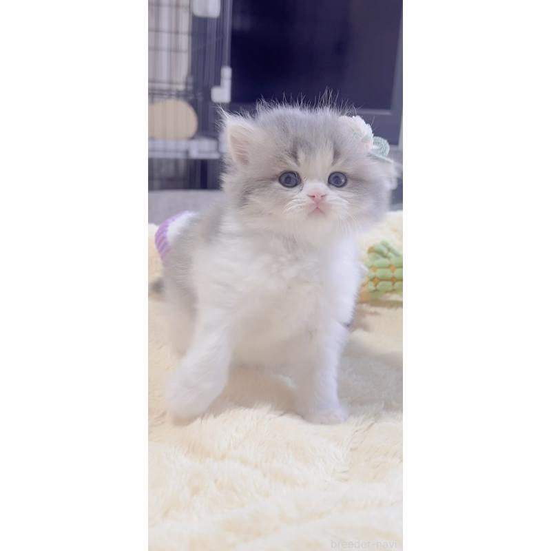 販売中の岐阜県のスコティッシュフォールド(折れ耳)-137314の4枚目