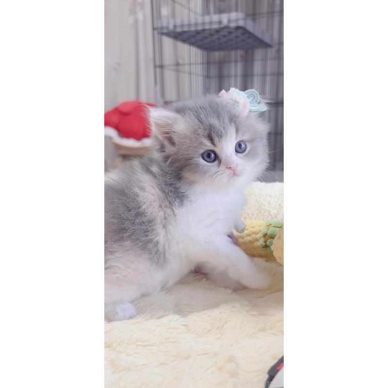 販売中の岐阜県のスコティッシュフォールド(折れ耳)-137314の3枚目