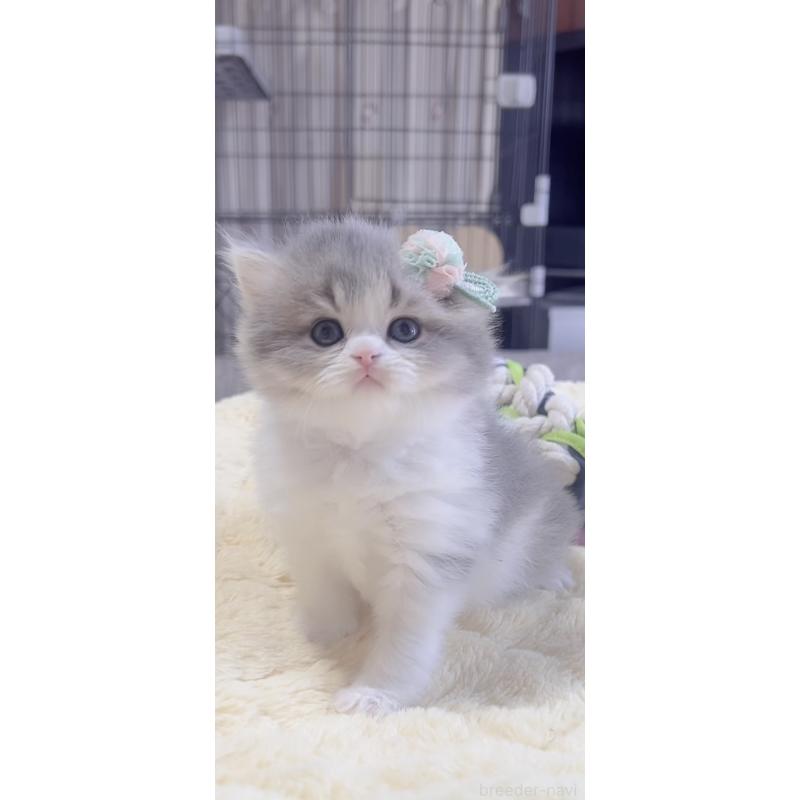 販売中の岐阜県のスコティッシュフォールド(折れ耳)-137314の2枚目