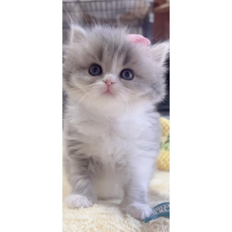 販売中の岐阜県のスコティッシュフォールド-137315の7枚目