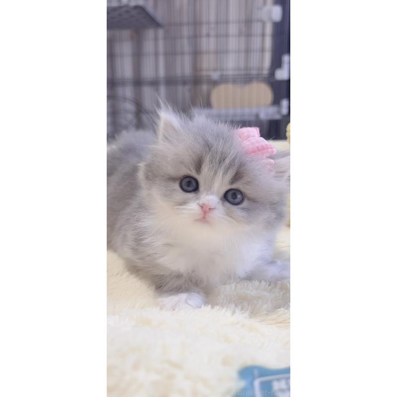 販売中の岐阜県のスコティッシュフォールド-137315の6枚目