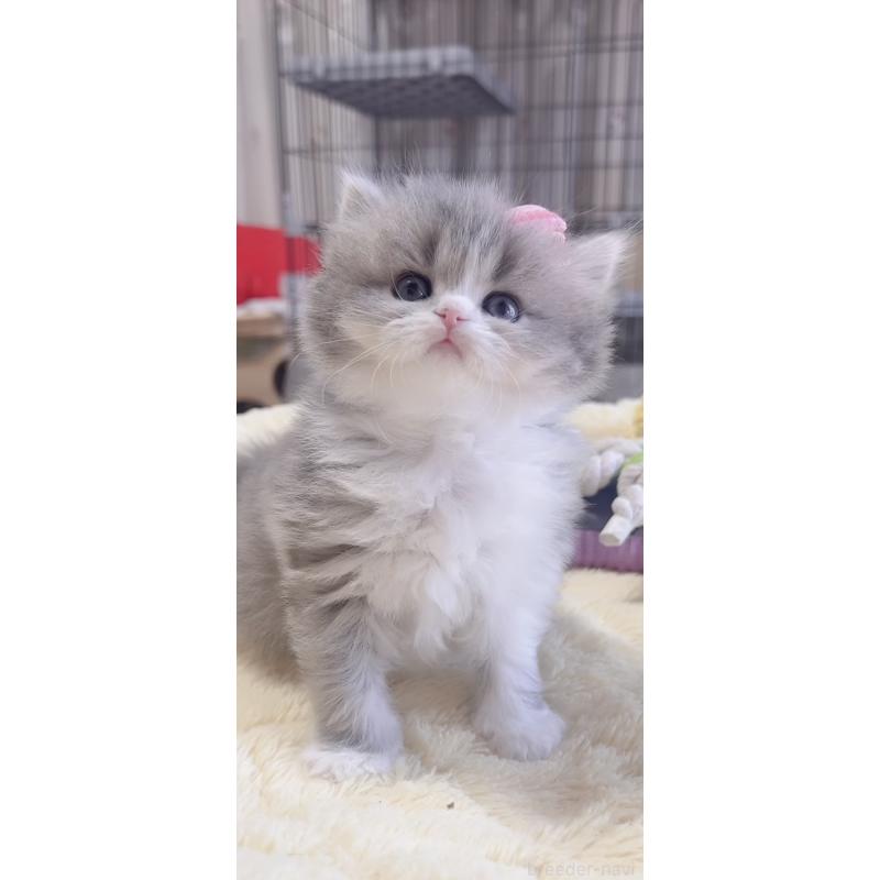 販売中の岐阜県のスコティッシュフォールド-137315の5枚目