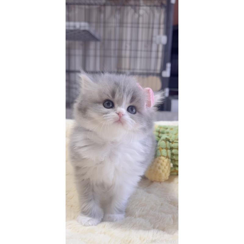 販売中の岐阜県のスコティッシュフォールド-137315の4枚目