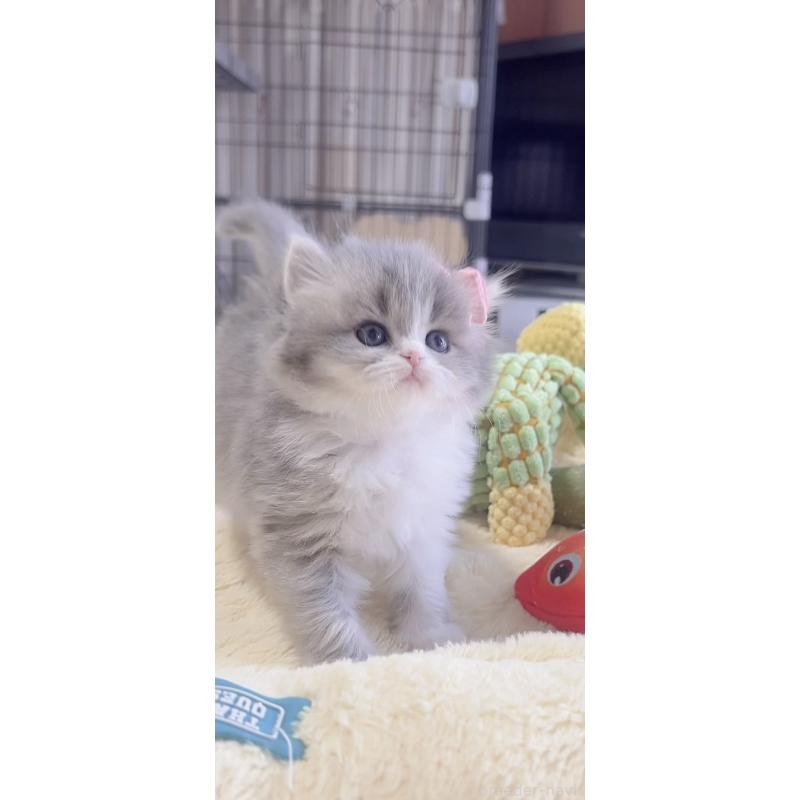 販売中の岐阜県のスコティッシュフォールド-137315の3枚目