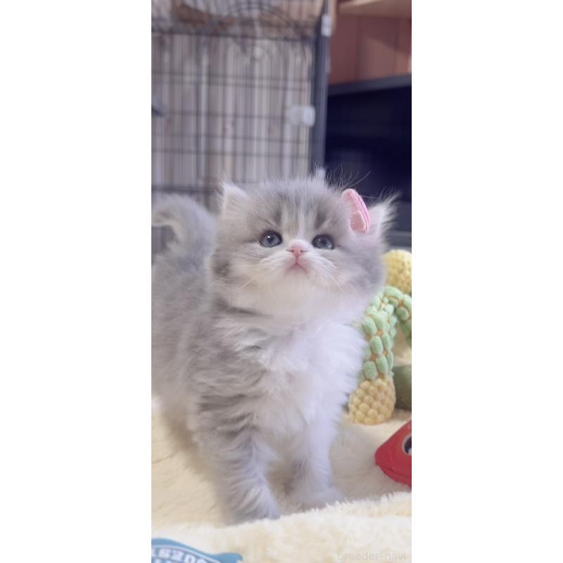 販売中の岐阜県のスコティッシュフォールド-137315の2枚目