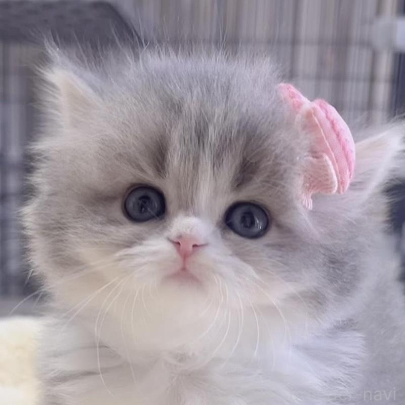 販売中の岐阜県のスコティッシュフォールド-137315