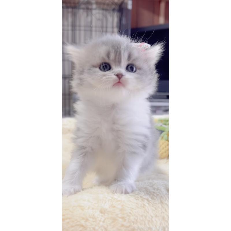 販売中の岐阜県のスコティッシュフォールド-137316の6枚目