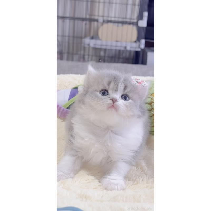 販売中の岐阜県のスコティッシュフォールド-137316の2枚目