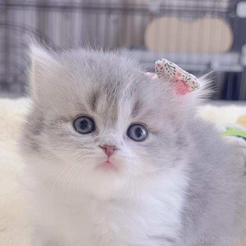 販売中の岐阜県のスコティッシュフォールド-137316