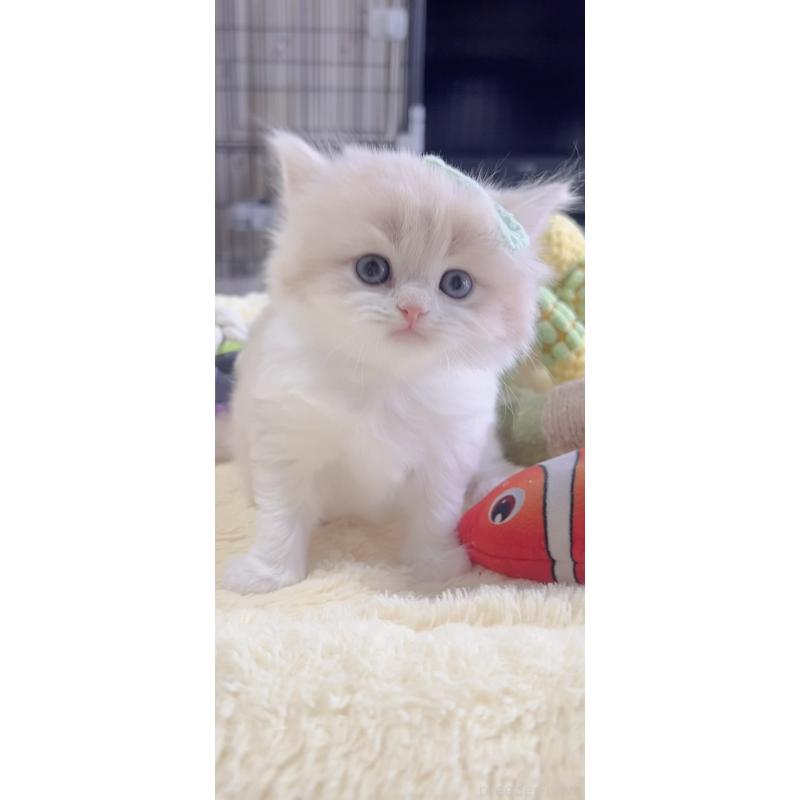 販売中の岐阜県のスコティッシュフォールド-137317の6枚目