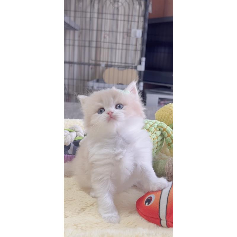 販売中の岐阜県のスコティッシュフォールド-137317の5枚目