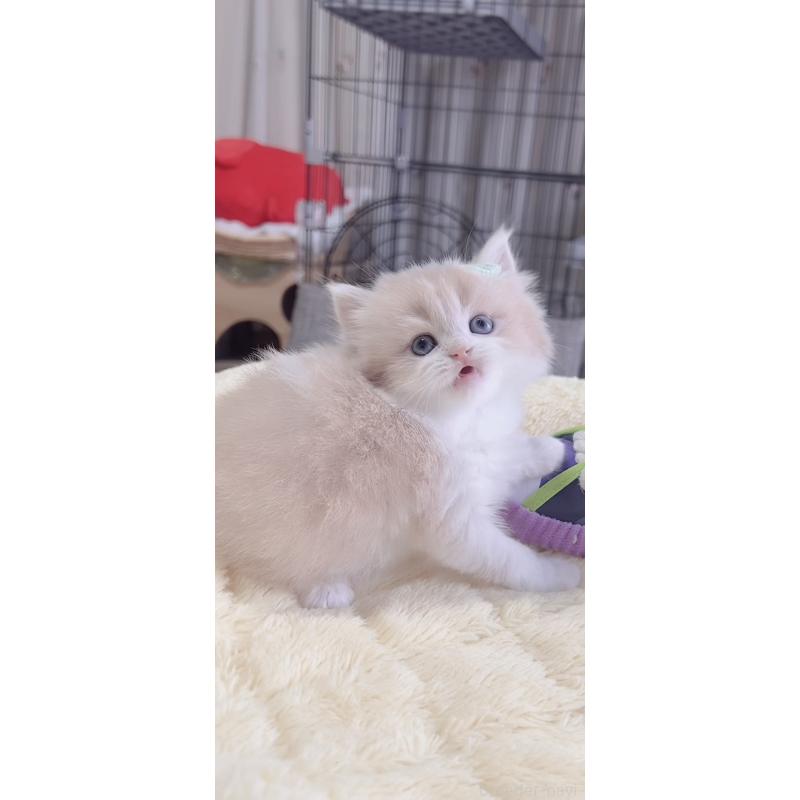 販売中の岐阜県のスコティッシュフォールド-137317の4枚目