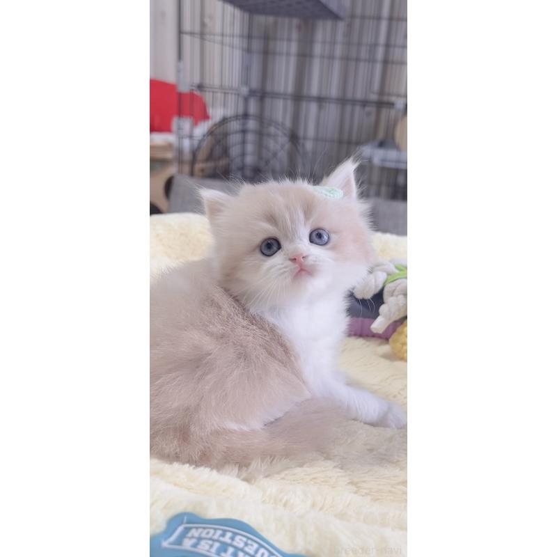 販売中の岐阜県のスコティッシュフォールド-137317の3枚目