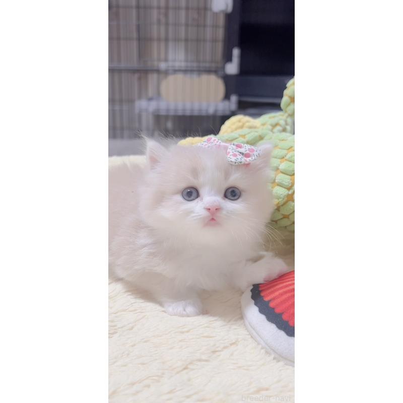 販売中の岐阜県のスコティッシュフォールド-137318の3枚目