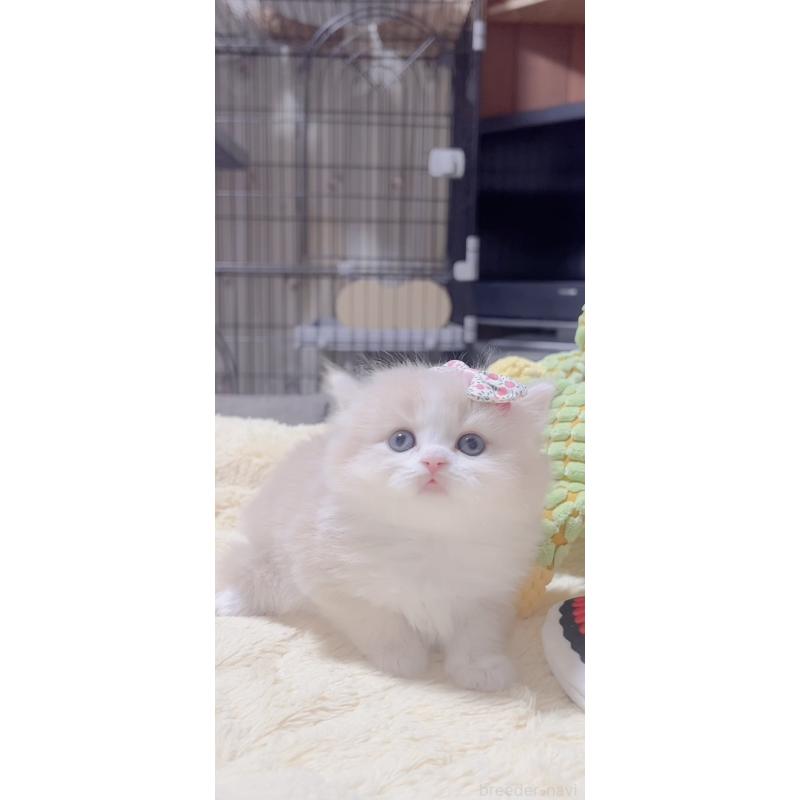 販売中の岐阜県のスコティッシュフォールド-137318の2枚目