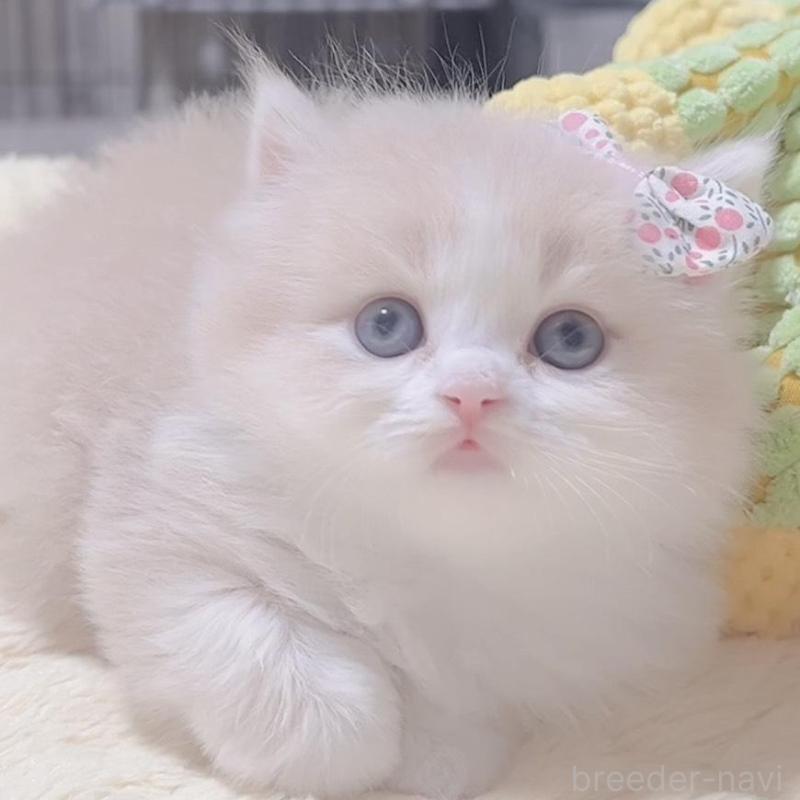 販売中の岐阜県のスコティッシュフォールド-137318