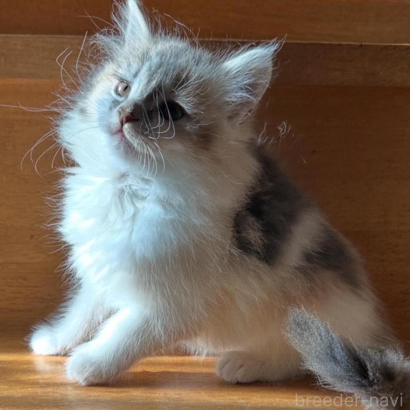 販売中の東京都のマンチカン-137319の6枚目