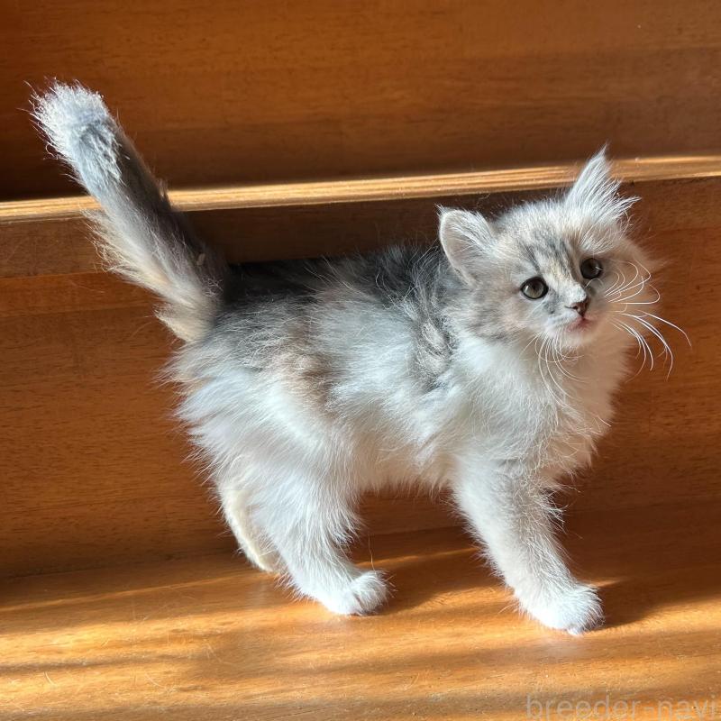 販売中の東京都のマンチカン-137319の5枚目