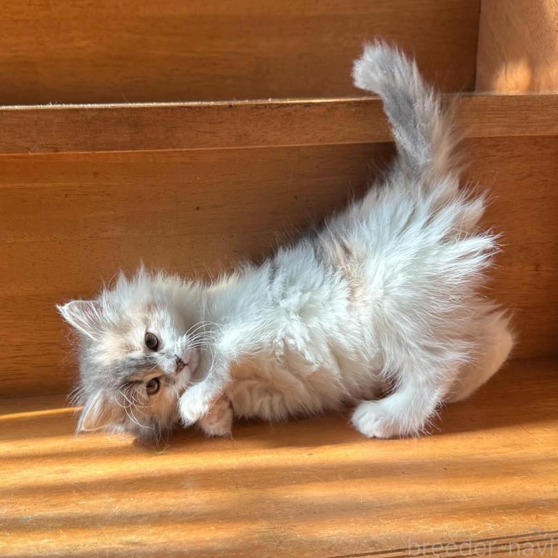 販売中の東京都のマンチカン-137319の4枚目