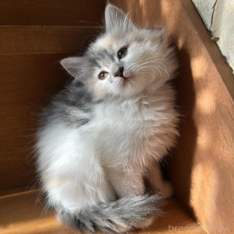 販売中の東京都のマンチカン-137319の3枚目