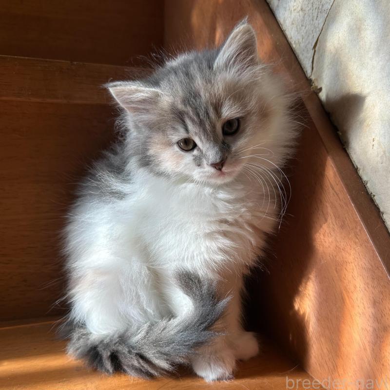 販売中の東京都のマンチカン-137319の1枚目