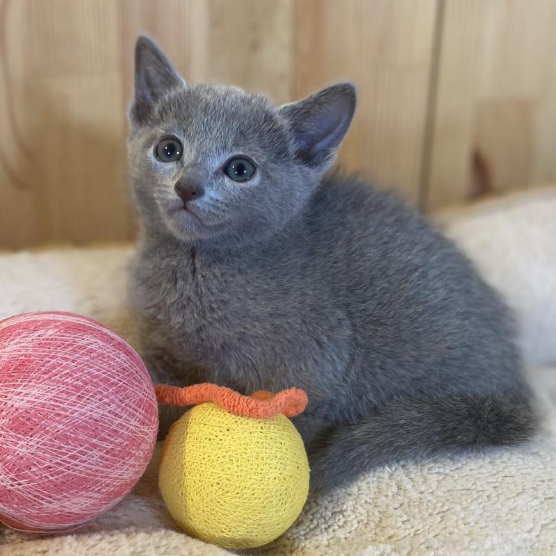 販売中の長野県のロシアンブルー-137320の1枚目