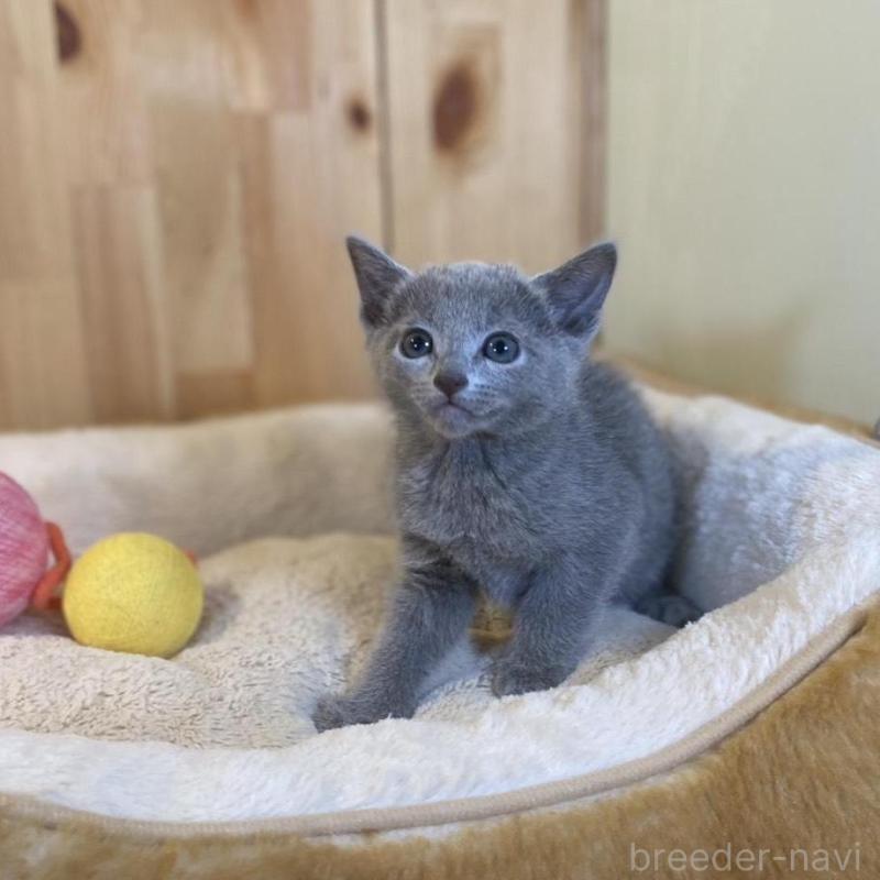 販売中の長野県のロシアンブルー-137320の10枚目