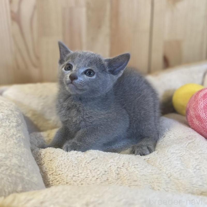 販売中の長野県のロシアンブルー-137320の9枚目