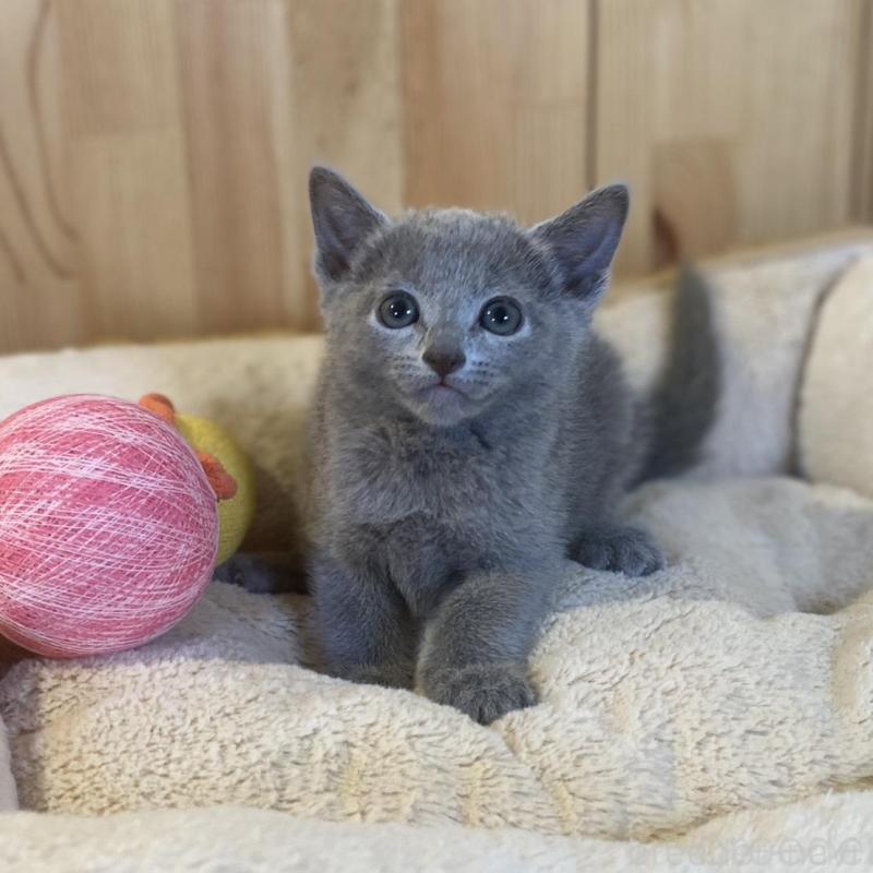 販売中の長野県のロシアンブルー-137320の8枚目