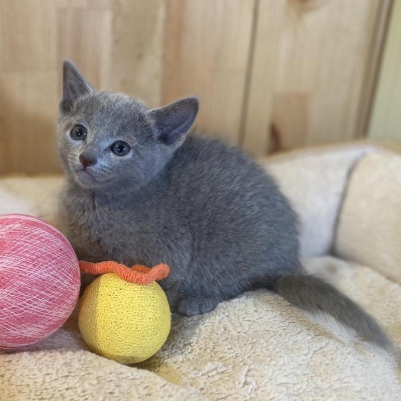 販売中の長野県のロシアンブルー-137320の7枚目