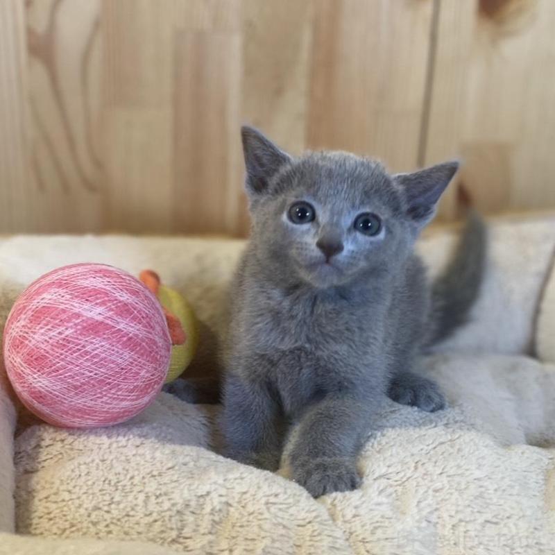 販売中の長野県のロシアンブルー-137320の6枚目