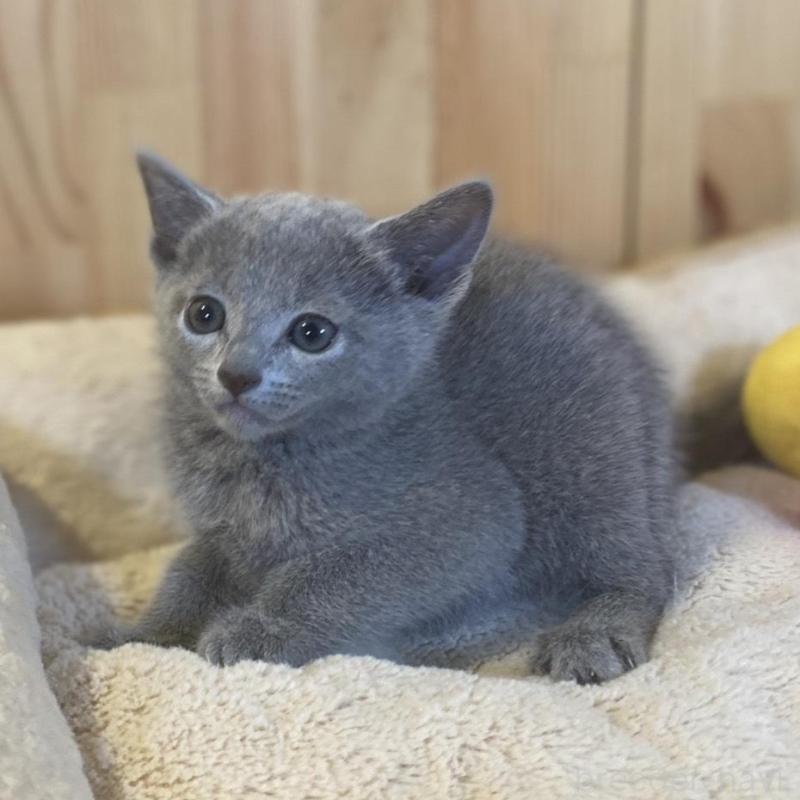 販売中の長野県のロシアンブルー-137320の5枚目