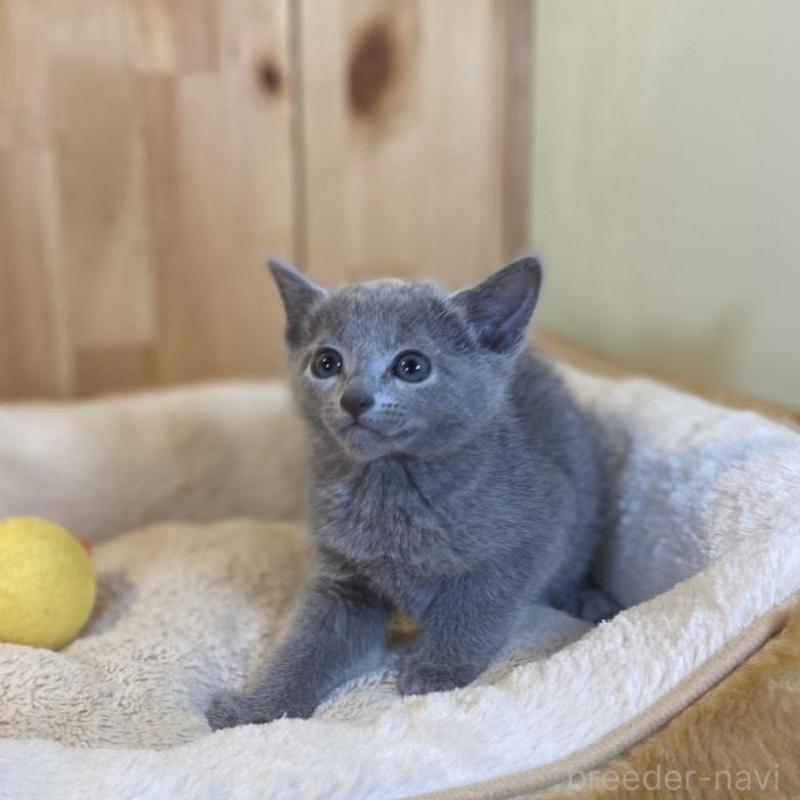 販売中の長野県のロシアンブルー-137320の4枚目