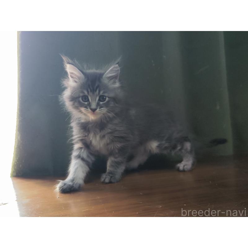 販売中の千葉県のメインクーン-136587の3枚目