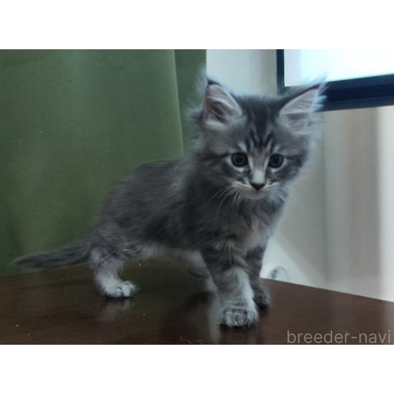 販売中の千葉県のメインクーン-136587の2枚目