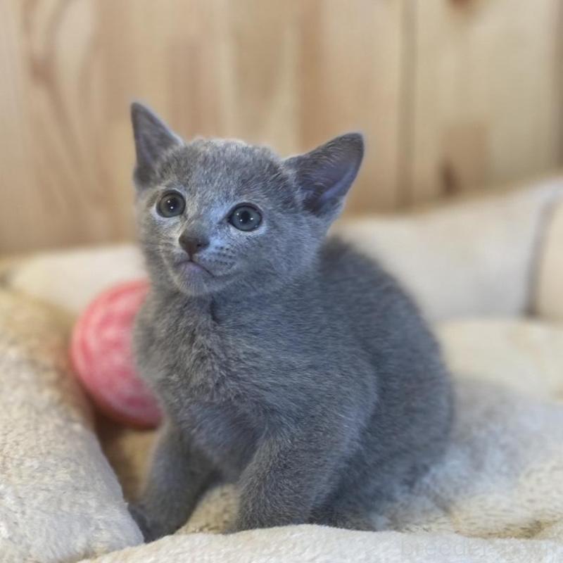 販売中の長野県のロシアンブルー-137320の3枚目