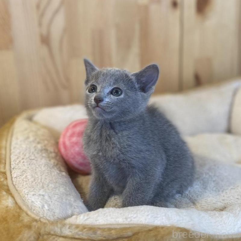 販売中の長野県のロシアンブルー-137320の2枚目