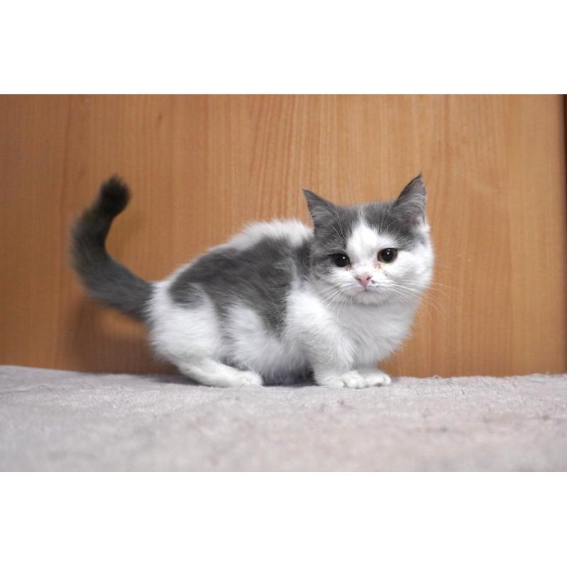 販売中の群馬県のミヌエット(短足)-131811